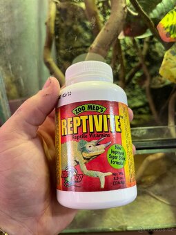 CHAMELEONI JEMENSKÝ HOLKA/KLUK + TERÁRIUM - 11