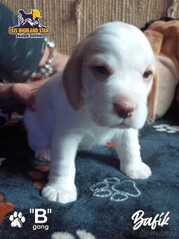 Beagle pejsek s PP - 11