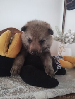 Československý vlčák s PP - 11