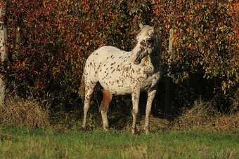 Appaloosa filly Arlina - 11