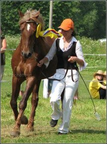 Připouštění Welsh cob - D - 11