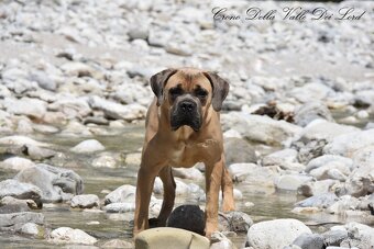 Cane Corso štěňata s FCI PP - 11