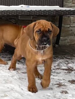 TOSA INU - štěňata s PP - 11