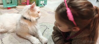 Maine coon kočičky kočky - úhrada aj na časti - 11