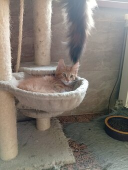 Mainská mývalí , MCO maine coon - 11