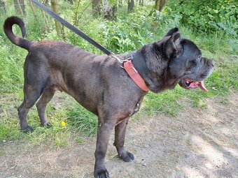 BRODY K ADOPCI - cane corso, mazel, parťák, vhodný k dětem - 11