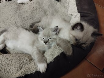 Kříženci ragdoll - 11