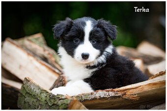 Border Collie, Border Kolia s PP FCI - 11