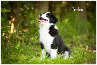 Border Collie, Border Kolia s PP FCI - 11