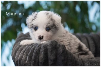 Border Collie, Border Kolia s PP FCI barva Blue Merle - 11