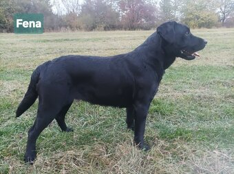 Labradorsky retriver s PP-šteňata - 11