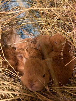 Zakrslí králík - 11