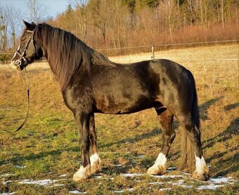 Připouštění Welsh cob - D - 11