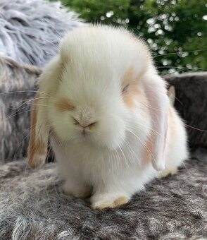 ❤️❤️Minilop Kralicek Beránek k rezervaci ⭐️⭐️ - 11