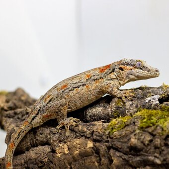 GeckoSVK - Pagekóny a krmivá - 11