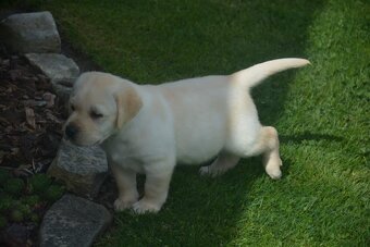 Labrador - 11