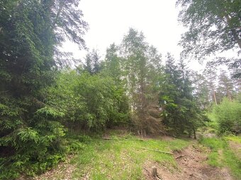 Lesní pozemek Lštění nad Zubřinou - 11