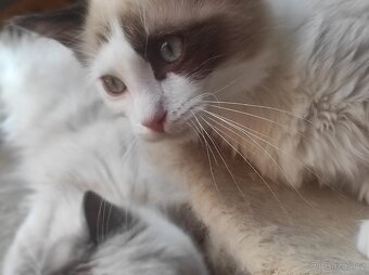 Ragdoll kocourek bez PP - 11