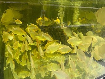 Prodam arowana , cichla , pirana….. - 11