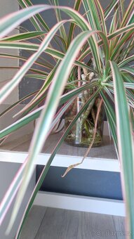 Monstera albo, anturium, pokojové rostliny - 11
