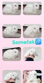 Volný Sameček - Anglický Zakrslý Beránek MiniLop🍑🧡🤍 - 11