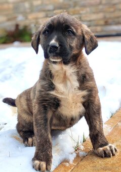 středoasijský pastevecký pes - 11