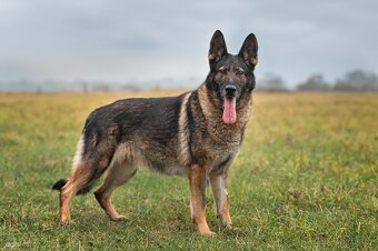 Německý ovčák štěňata s PP, work line, - 11