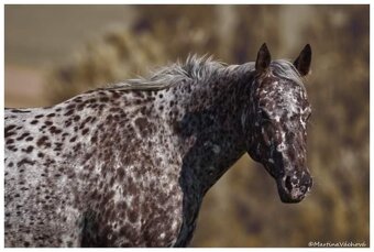 Appaloosa připouštění - 11