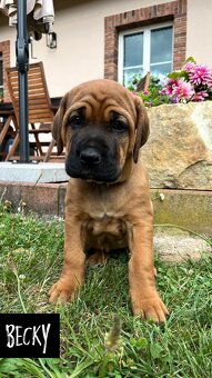 Tosa Inu - Štěňátka s PP - 11