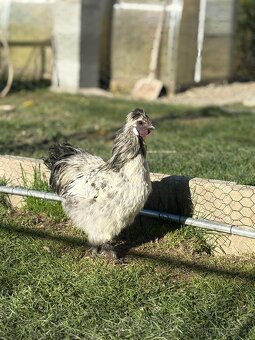 mladí kohouti Hedvábničky a Pavlovky - 11
