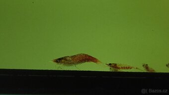 Krevetky Atyopsis Moluccensis (Bamboo Shrimp, Molucka) - 11