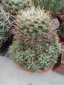 Kaktusy sukulenty - 11