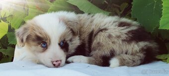 Border kolie  , Collie  , kolia - 11