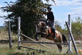Kobyla Welsh mountain pony - 11