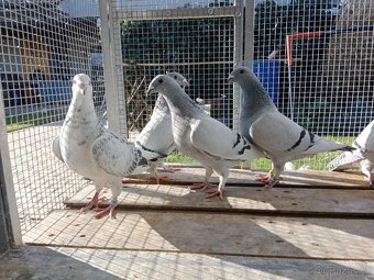 Poštovní holub standart - 11