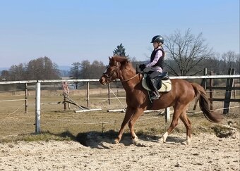 Všestranná šestiletá pony klisna - 11