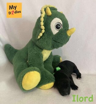 Labradoodle F1B - 11