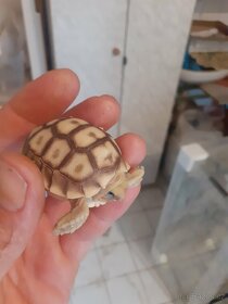 Želva ostruhatá mláďata různé velikosti - 11
