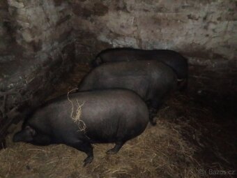 Vetnamec a Kune kune - 11