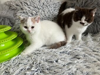 Britská koťátka s PP - 11