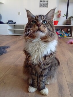 Mainská mývalí koťáta - 11