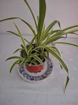 Pokojova rostlina zelenec 3 + 3 - 11