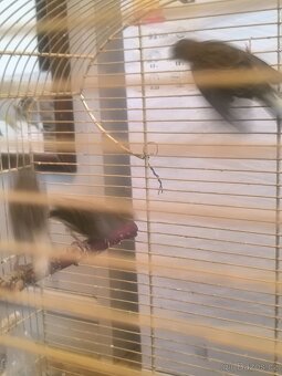 Prodám Kanarci - 11