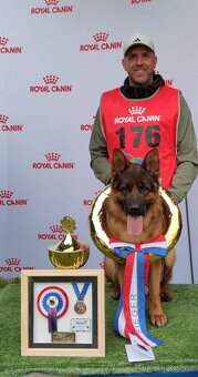 Německý Ovčák - štěňata - 11