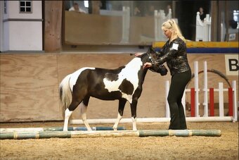 Valach AMHR/ASPC- minihorse - 11