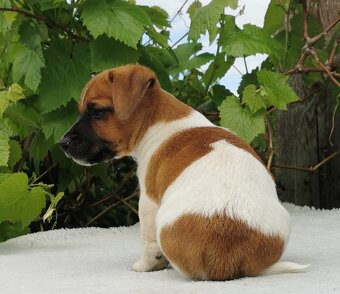 Jack Russel Terier - 11