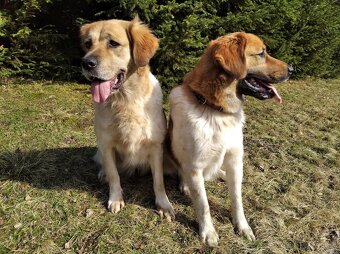 Český horský pes s PP FCI - 11