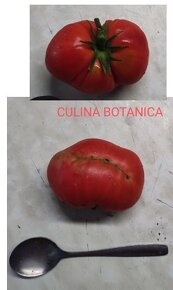 Sazenice perma kultura rajčat - Kadaň - 11