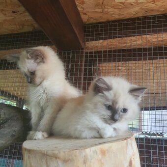 Ponúkam 2 ragdoll kocurikov - 11
