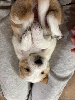 Kříženec bordelkolie - 11